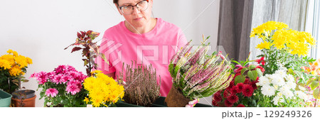A 50-year-old woman transplanting autumn heather flowers into pots, enhancing her home terrace or balcony with vibrant seasonal decor, banner A 50-year-old woman transplanting autumn heather flowers into pots, enhancing her home terrace or balcony with vibrant seasonal decor, banner 129249326