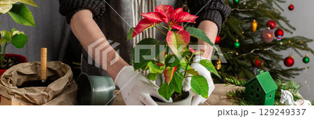A cozy holiday scene with a man repotting Poinsettia flowers by a Christmas tree, capturing the essence of festive spirit and home gardening during the Christmas season, banner 129249337