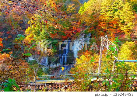 面白山紅葉川渓谷　紅葉　黄葉　藤花の滝 129249455