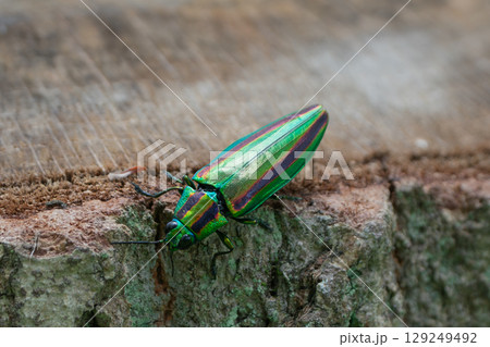 タマムシ 129249492