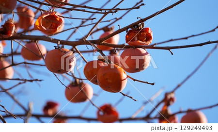 柿（およびそれをついばむメジロたち） 129249493