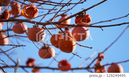 柿（およびそれをついばむメジロたち） 129249495