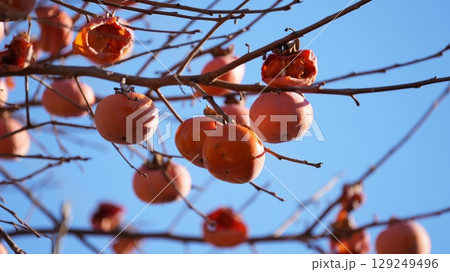 柿（およびそれをついばむメジロたち） 129249496