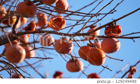 柿(およびそれをついばむメジロたち) 柿(およびそれをついばむメジロたち) 129249498