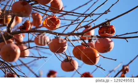 柿（およびそれをついばむメジロたち） 129249501