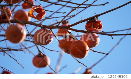 柿（およびそれをついばむメジロたち） 129249503