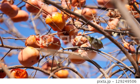 柿（およびそれをついばむメジロたち） 129249506