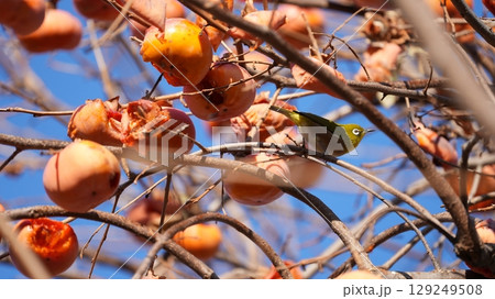 柿(およびそれをついばむメジロたち) 柿(およびそれをついばむメジロたち) 129249508