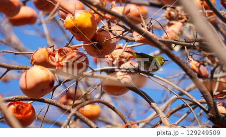 柿（およびそれをついばむメジロたち） 129249509