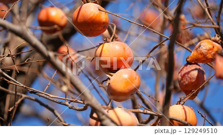 柿（およびそれをついばむメジロたち） 129249510