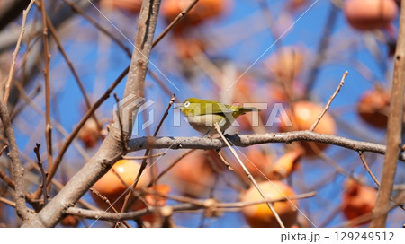 柿（およびそれをついばむメジロたち） 129249512