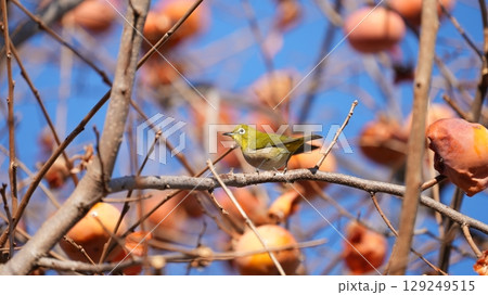 柿（およびそれをついばむメジロたち） 129249515