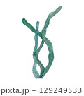 Hand painted watercolor algae on a white background. Ideal for postcards, printing on wallpaper, fabric 129249533