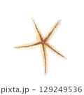 Hand painted watercolor starfish on a white background. Ideal for postcards, printing on wallpaper, fabric 129249536