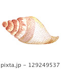 Hand painted watercolor shell on a white background. Ideal for postcards, printing on wallpaper, fabric 129249537