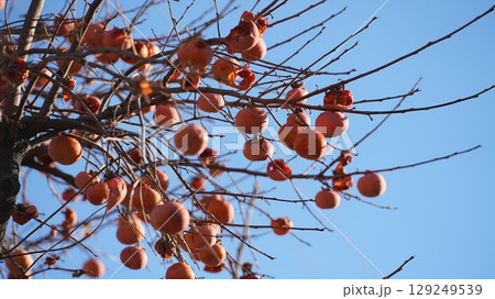 柿（およびそれをついばむメジロたち） 129249539