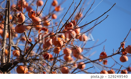 柿（およびそれをついばむメジロたち） 129249540