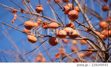 柿（およびそれをついばむメジロたち） 129249541