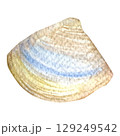 Hand painted watercolor shell on a white background. Ideal for postcards, printing on wallpaper, fabric 129249542