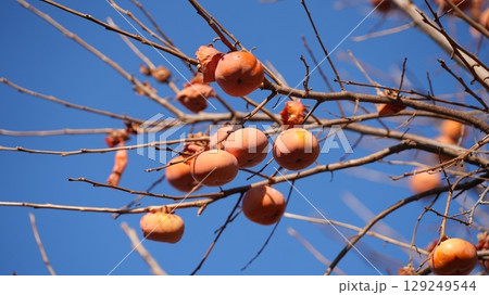 柿(およびそれをついばむメジロたち) 柿(およびそれをついばむメジロたち) 129249544