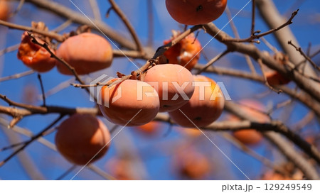 柿（およびそれをついばむメジロたち） 129249549