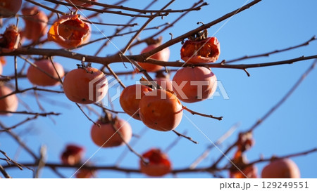 柿（およびそれをついばむメジロたち） 129249551