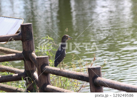ゴイサギ幼鳥_3623 ゴイサギ幼鳥_3623 129249586
