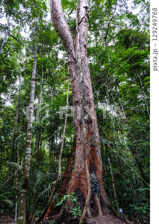 The Musa botanical garden. Manaus, Brazil. Natural beauty, Floresta Amazonica 129249768