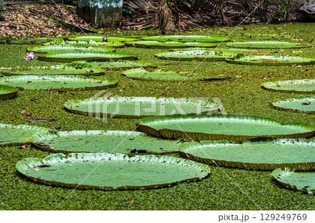 Victoria amazonica flower at Museu da Amazonia, MUSA in Manaus, Brazil. The largest of the water lily family 129249769