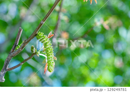 Walnuts blossoms tree in spring light garden close up, selective focus 129249781