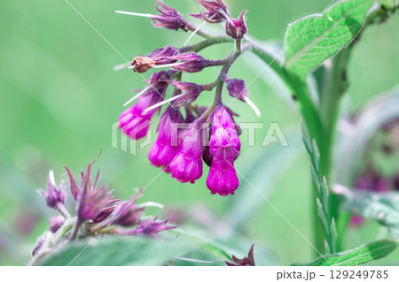 Comfrey pink flowers growth in summer light garden. Symphytum officinale flowering plants grow in spring meadow Comfrey pink flowers growth in summer light garden. Symphytum officinale flowering plants grow in spring meadow 129249785