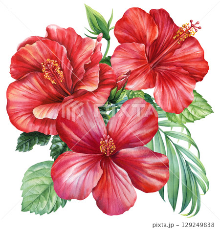 tropical red hibiscus flowers bouquet with green leaves in vibrant summer watercolor botanical Jungle poster, summer beach design 129249838