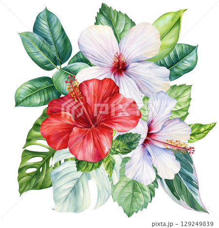 red and white hibiscus flowers with palm leaves in watercolor botanical composition tropical beach summer design, paradise nature 129249839