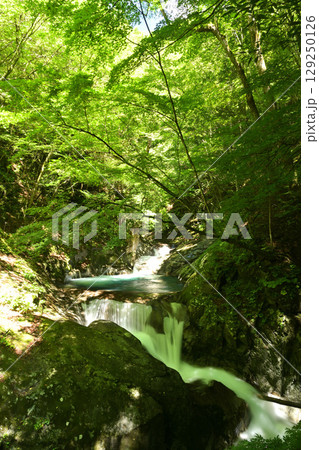 森の中の滝 129250126