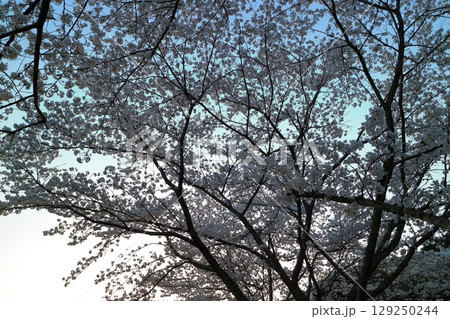 見上げた桜 見上げた桜 129250244