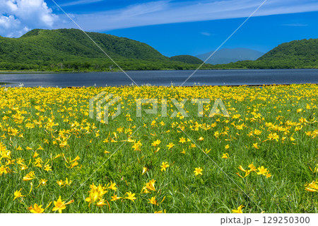 福島県喜多方市熊倉町　雄国沼湿原の満開のニッコウキスゲ群生と雄国山、吾妻連峰、猫魔ヶ岳などの山の景色 129250300