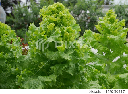 薹が立ったレタス20250701 薹が立ったレタス20250701 129250317