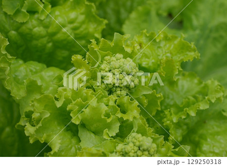 薹が立ったレタス20250702 129250318