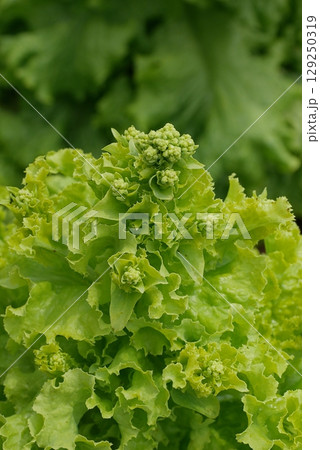 薹が立ったレタス20250703 129250319
