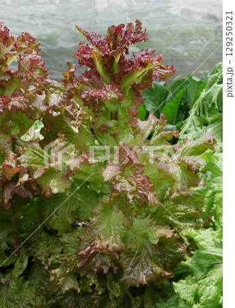 薹が立ったレタス20250705 薹が立ったレタス20250705 129250321