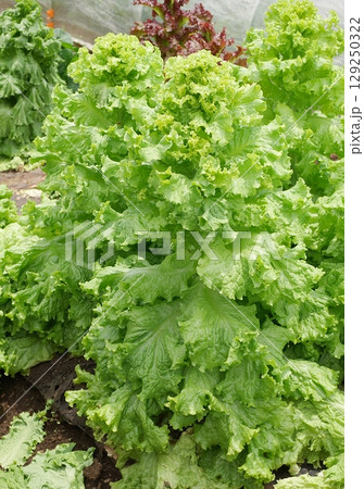 薹が立ったレタス20250706 薹が立ったレタス20250706 129250322