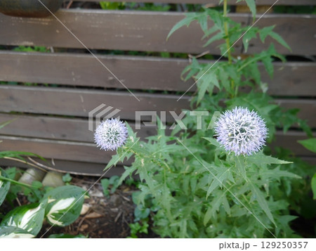 ルリタマアオアザミの花 ルリタマアオアザミの花 129250357