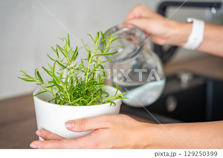 Young woman takes care and waters of rosemary in a flower pot in the kitchen. Growing fresh greens at home for eating Young woman takes care and waters of rosemary in a flower pot in the kitchen. Growing fresh greens at home for eating 129250399