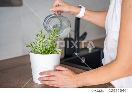 A woman takes care and waters of rosemary in a flower pot in the kitchen. Growing fresh greens at home for eating A woman takes care and waters of rosemary in a flower pot in the kitchen. Growing fresh greens at home for eating 129250404