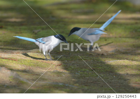 公園や住宅地で見られる青い羽の美しい身近な野鳥オナガ 129250443