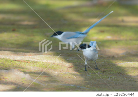 公園や住宅地で見られる青い羽の美しい身近な野鳥オナガ 公園や住宅地で見られる青い羽の美しい身近な野鳥オナガ 129250444