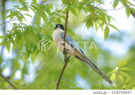 公園や住宅地で見られる青い羽の美しい身近な野鳥オナガ 公園や住宅地で見られる青い羽の美しい身近な野鳥オナガ 129250447