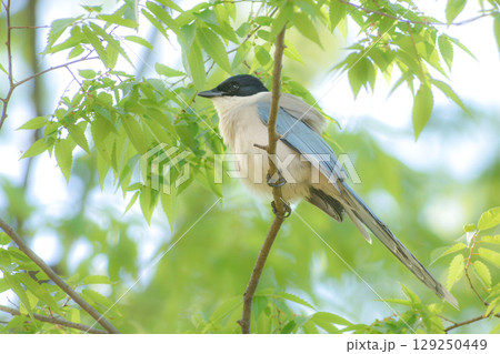 公園や住宅地で見られる青い羽の美しい身近な野鳥オナガ 129250449