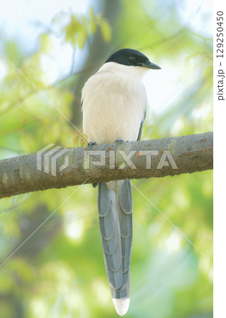 公園や住宅地で見られる青い羽の美しい身近な野鳥オナガ 129250450