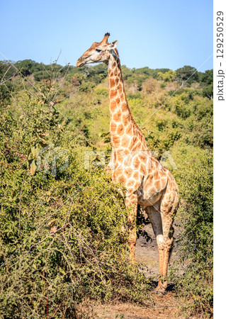 Giraffe in the wild 129250529
